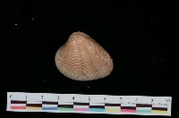 藏品(日本環文蛤)的圖片